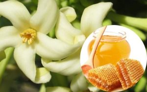 Uống hoa đu đủ đực ngâm mật ong thời điểm nào là tốt nhất?