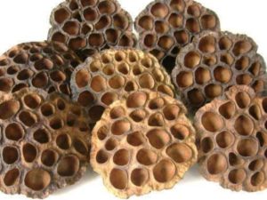 Gương sen - dược liệu quý, đừng vội bỏ đi- Ảnh 2.
