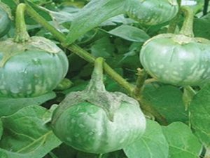 Hạt giống cà bát xanh - Siêu Thị Hạt Giống